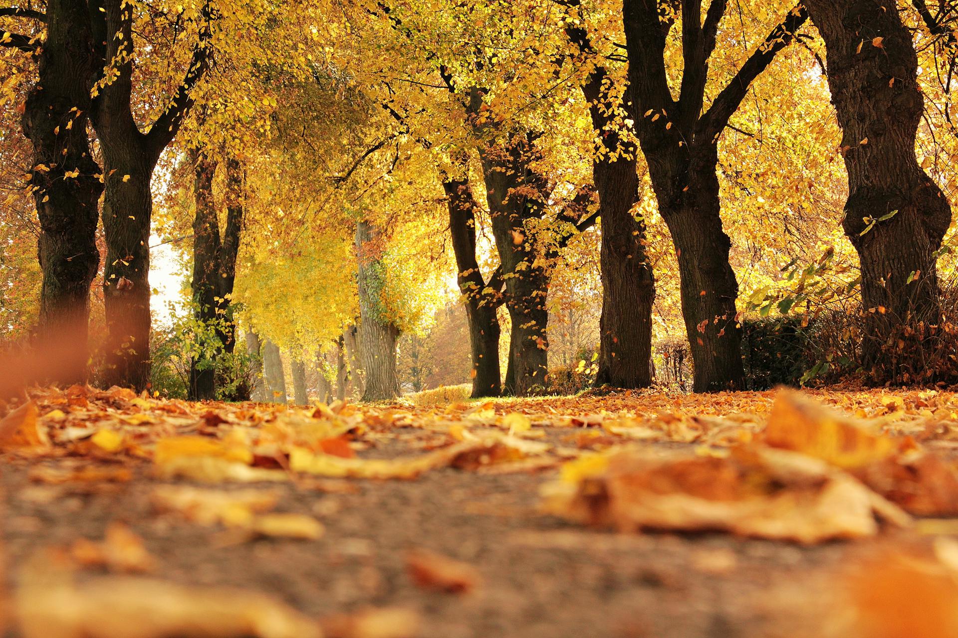 Trees during fall | Source: Pexels