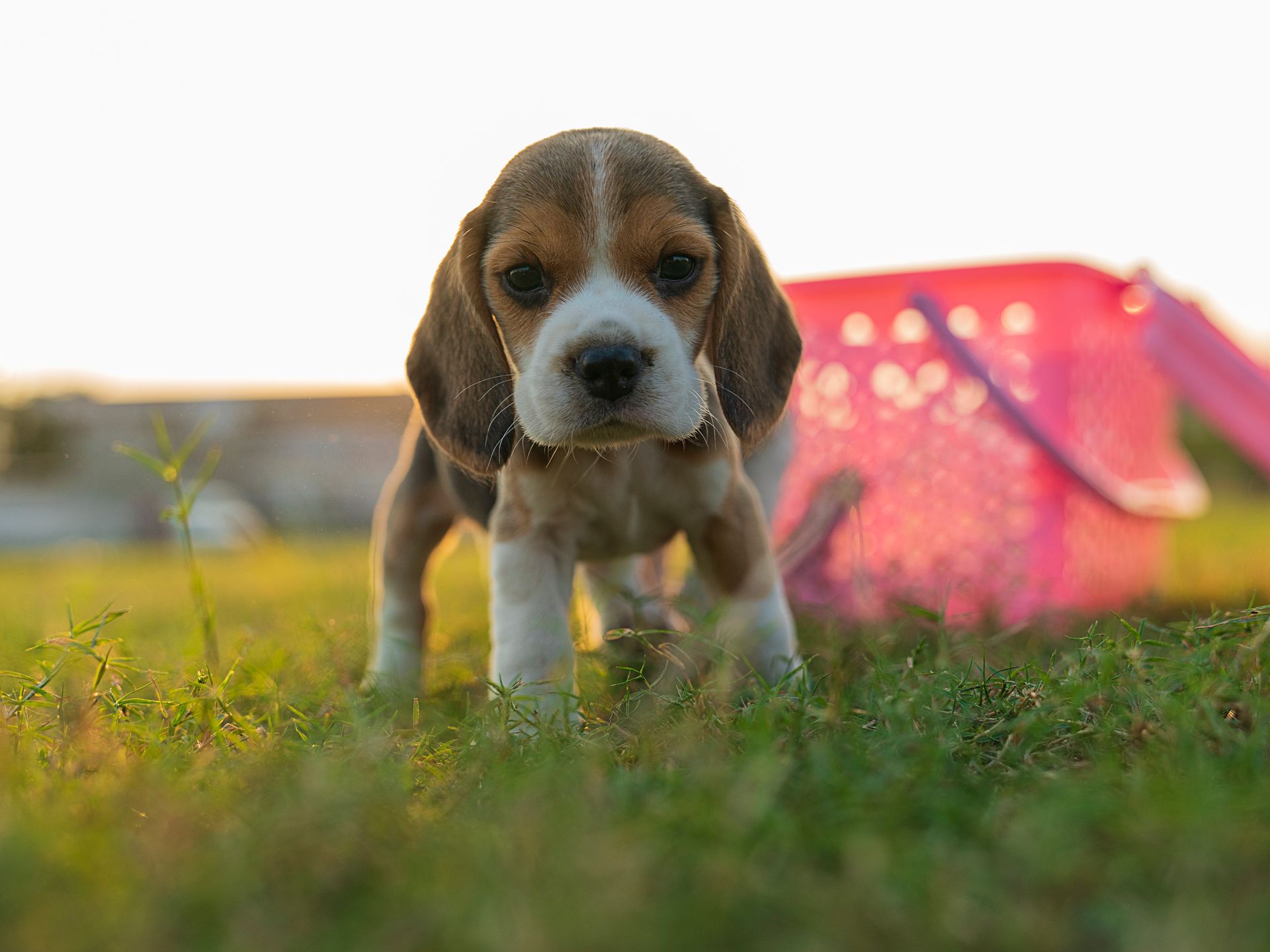 A dog | Source: Pexels