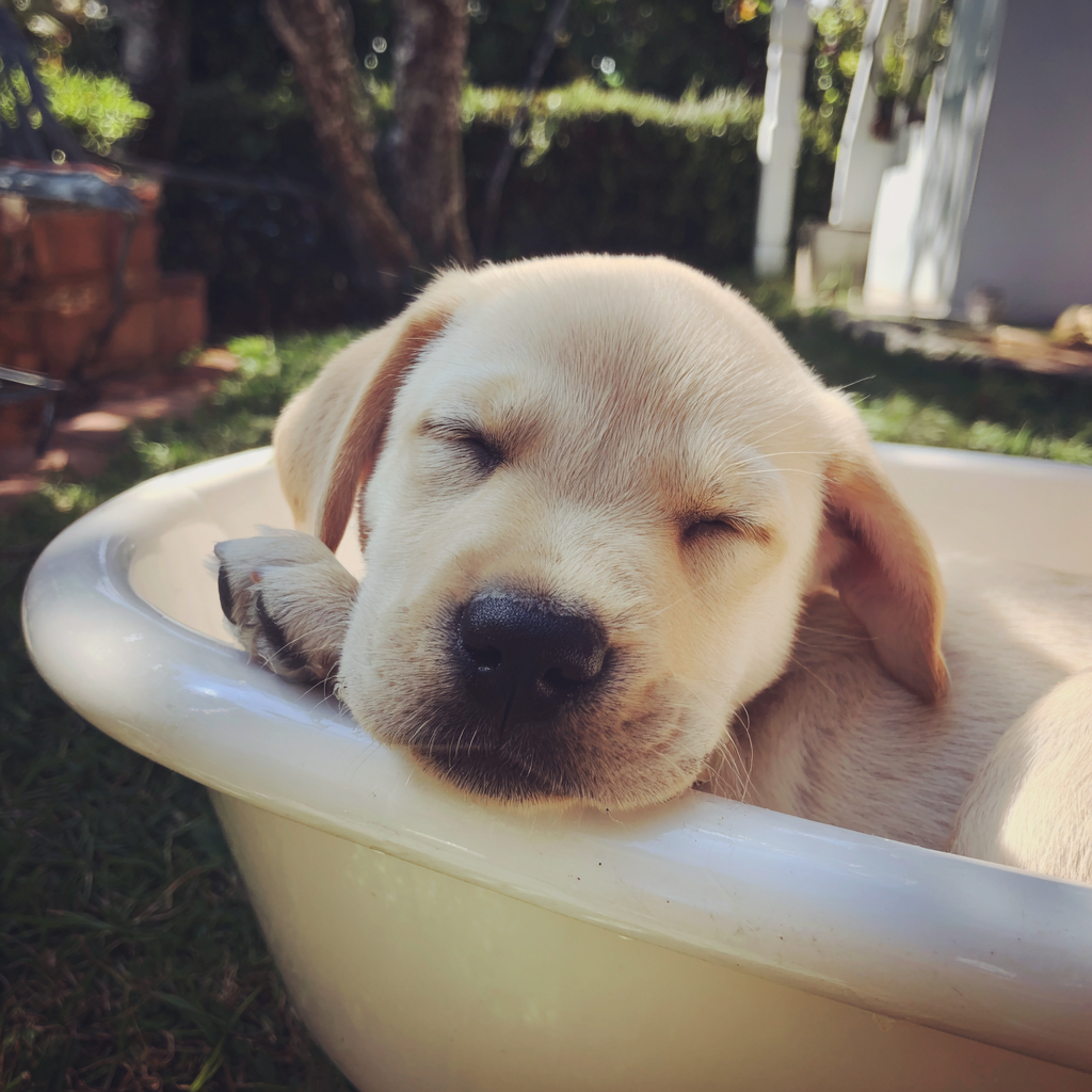 A Labrador pup sleeping in a bathtub | Source: Midjourney